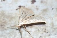 Macrochilo cribrumalis
