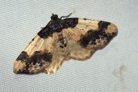 Ligdia adustata