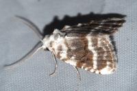 Meganola albula