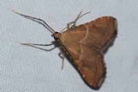 Endotricha flammealis