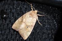 Cosmia trapezina