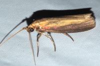 Oncocera semirubella