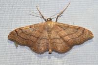 Idaea aversata