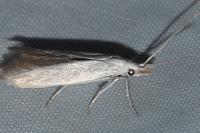 Coleophora