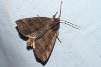Ipimorpha retusa