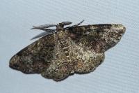 Cleorodes lichenaria