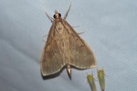 Ostrinia nubilalis/scapulalis