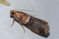 Acrobasis repandana