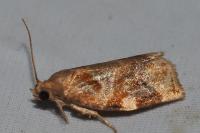 Archips xylosteana