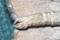 Aplocera efformata