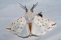 Spilosoma lubricipeda