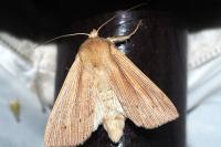 Mythimna impura