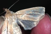 Mythimna impura