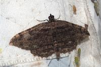 Philereme transversata