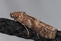 Phycita roborella