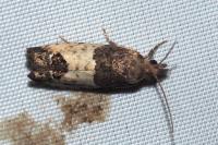 Spilonota ocellana