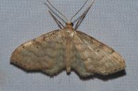 Idaea fuscovenosa