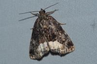 Deltote pygarga