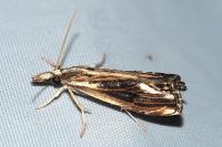 Catoptria verellus
