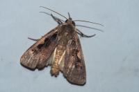 Xestia c-nigrum