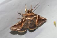 Habrosyne pyritoides