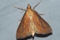 Nascia cilialis