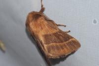 Malacosoma neustria