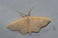 Scopula corrivalaria