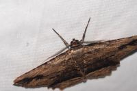 Menophra abruptaria