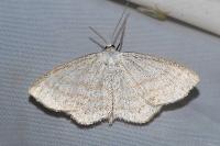 Cabera exanthemata