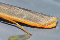 Manulea complana