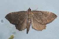 Philereme vetulata