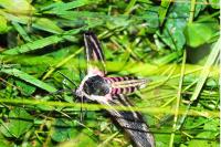 Sphinx ligustri