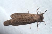 Phragmataecia castaneae