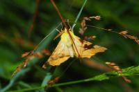 Ennomos alniaria