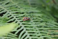 Pyropteron chrysidiforme