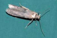 Blastobasis