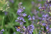 Macroglossum stellatarum