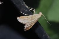 Endotricha flammealis