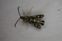Chamaesphecia tenthrediniformis