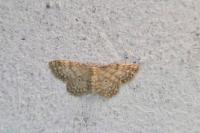 Idaea fuscovenosa