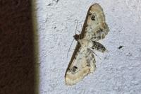 Eupithecia centaureata