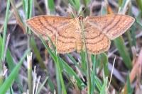 Idaea ochrata