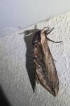 Sphinx ligustri