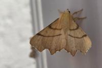 Ennomos erosaria