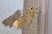 Ennomos erosaria