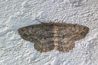 Hypomecis punctinalis