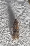 Dioryctria abietella/sylvestrella