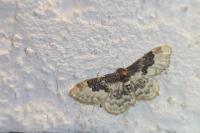 Idaea rusticata