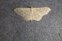Idaea aversata